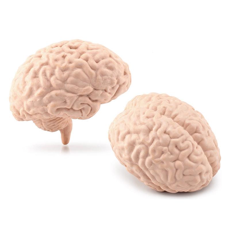 Modelli di Organi del Corpo Umano 3D 8 Pezzi Ausili Didattici per Bambini Scuola di Medicina Busto Umano Classe Educativa Materiale Didattico