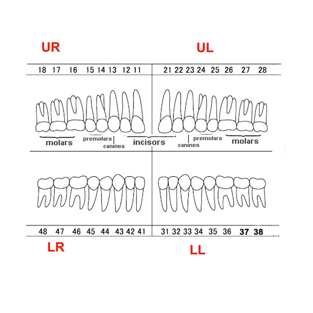 Fit Frasaco AG3 Typodont Dental Teeth Model Full teeth 32Pcs Screw-in Practice Filling Soft Gum Gingivae Teeth Training Teach
