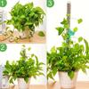 2 Plastic Moss Poles Plant Stakes for Indoor Plants Moss Poles for Monstra Plants and Water Moss Poles