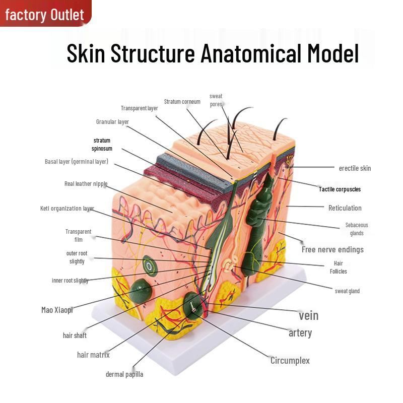 

Anatomical Skin Structure Model for Teaching and Surgery Practice