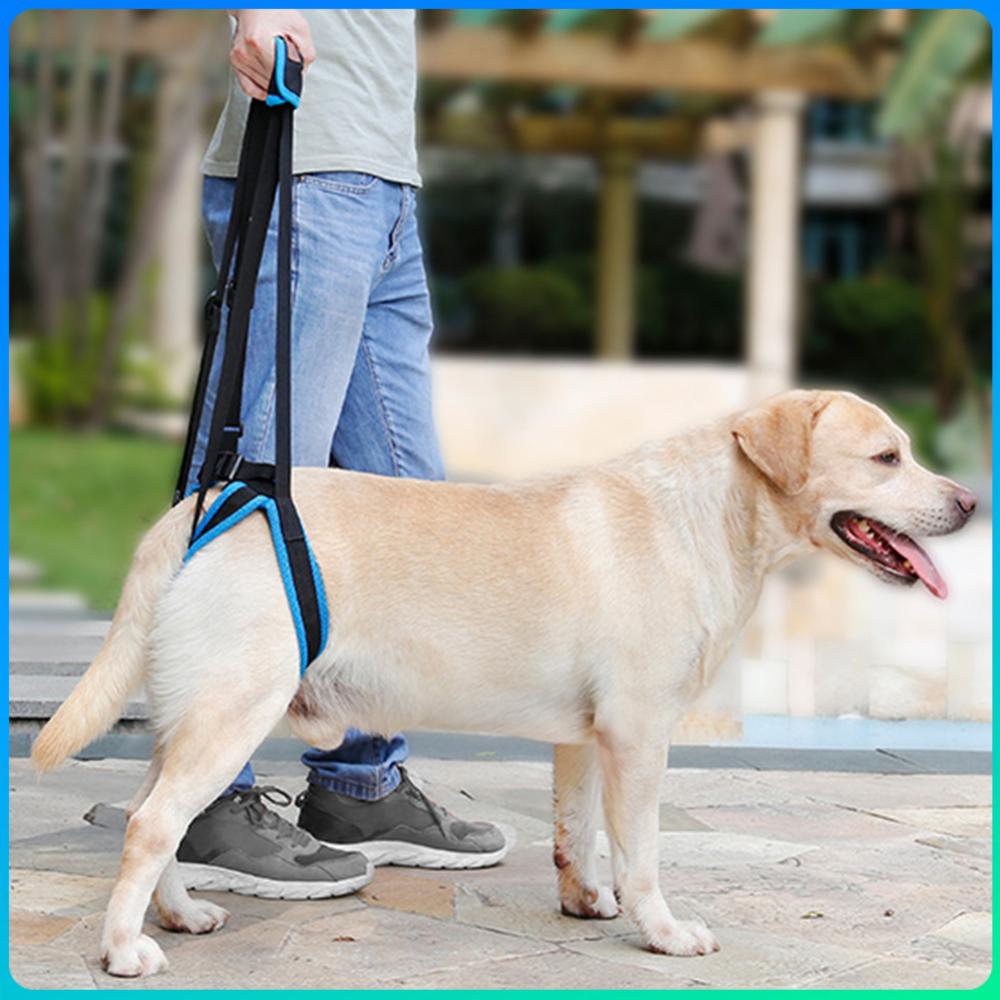 

Breathable Mesh Elderly Dog Assistive Straps Hind Legs Support Adjustable Pet Dogs Lift Support Soft Padded for Old Injured Dogs xl