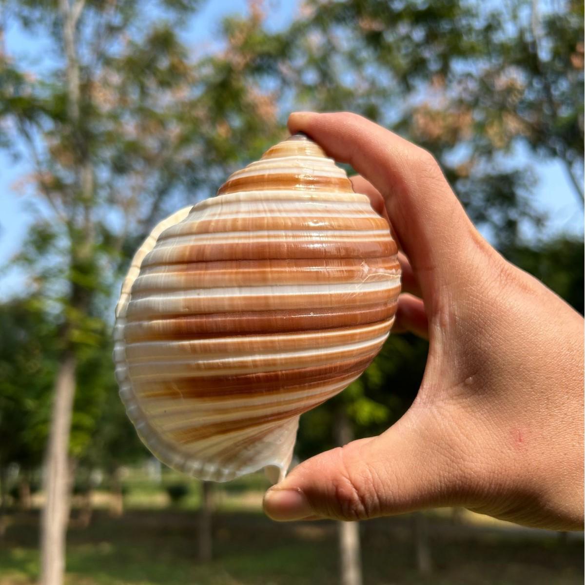 

Natural Conch Seashell Aquarium Decor for Hermit Crabs Ripple Snail 8-10cm