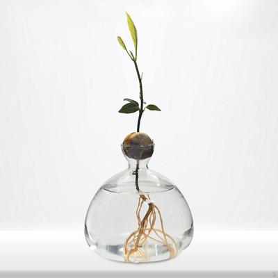 Avocado Seed Sprout Starter Vase Hydroponic Clear Plant Terrarium for Garden