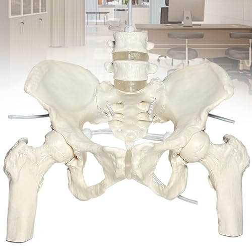timiland Pelvis Model, Human Body Model, Bone Model, Movable Skeleton Model, Female Pelvis Model with Moveable Sacroiliac Joint and Pubic Symphysis, E