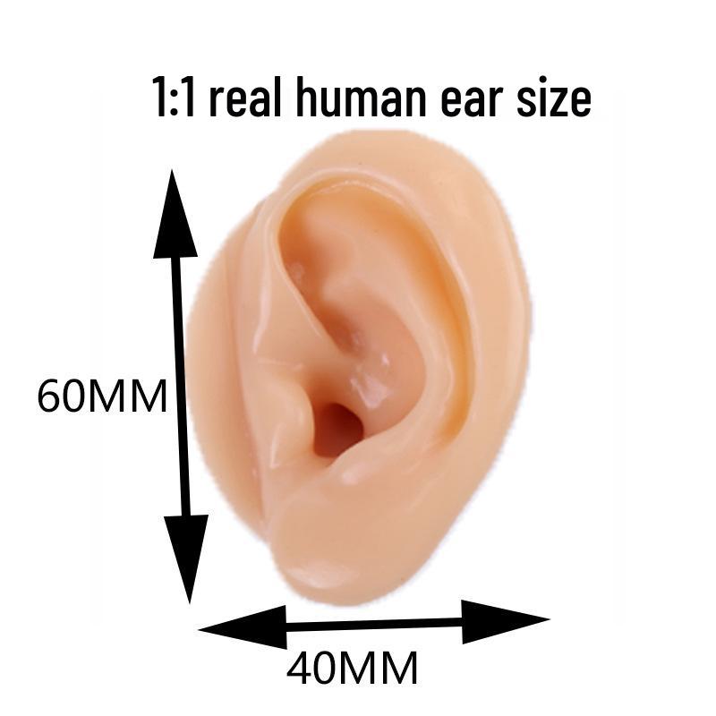 Silicone Ear Model for Training, Display & Ear Studs or Earphones