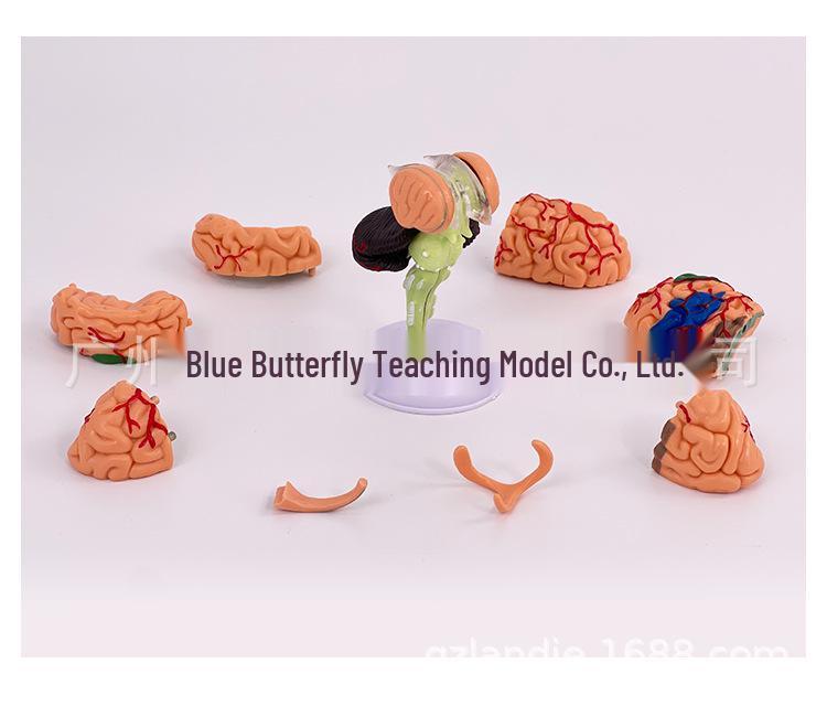 4DMaster Menschliche Anatomie Gehirnstruktur Modell