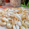 Nature Spiral Cowrie Shell Loose Beads 14~20mm for DIY Earring Jewelry Hair Ornament Wedding Favors Drift Bottles Craft Material