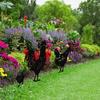 3pcs Garden Decoration Chicken Silhouette Ornament Backyard Lawn Courtyard Silhouette Decor by Hi.FANCY
