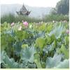 20g Dried Loose Lotus Leaf Tea Flower Herbal Tea Chinees Slimming Tea Green Food