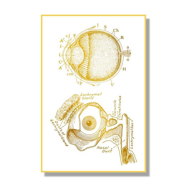 Human Organ Bone Tissue Structure Poster Golden Nordic Retro Style Canvas Painting Living Room Wall Art Prints Modern Home Decor No Frame