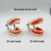 Detachable Dental Practice Denture & Oral Cavity Model