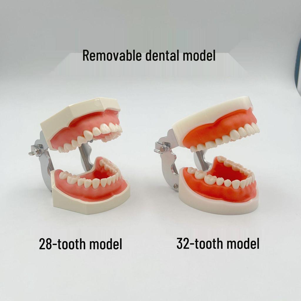 Detachable Dental Practice Denture & Oral Cavity Model