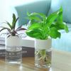 Home Indoor Desktop Mini Hydroponic Flower Pot Transparent Imitation Glass Soilless Cultivation Creative Green Plant Planting De