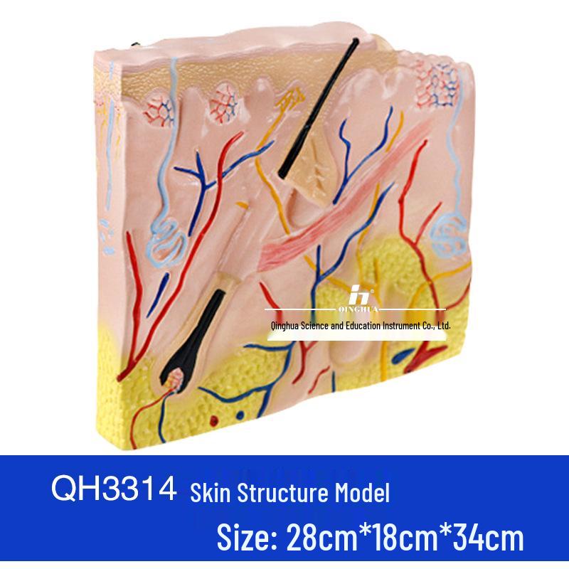 3D Skin Tissue Structure Model for Human Anatomy, Beauty, and Plastic Surgery, with Hair