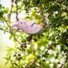 Adorable Pig Pendant Decor Resin Pig Swing Sculpture Ornament Hanging Pig Swing Figurine for Outdoor Balcony Patio Tree Decor