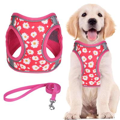 Cães – Colares e correias para cães