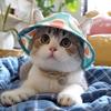 Cat & Dog Summer Sun Visor, Adjustable Hat with Ear Holes 