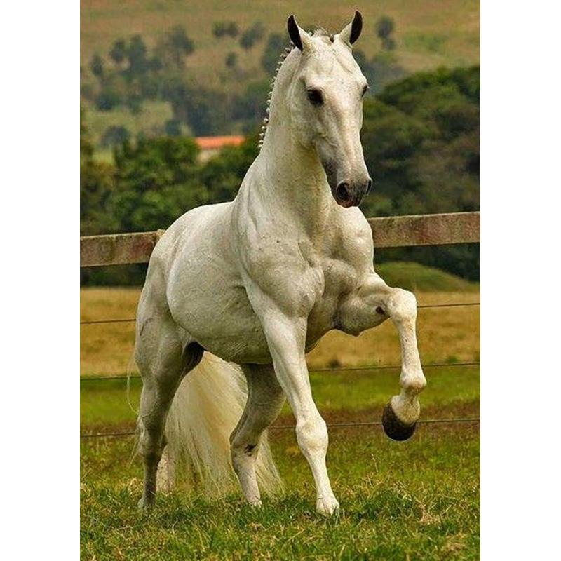 

Лошадь DIY 5D алмазная живопись полная круглая дрель смола животное Алмазная вышивка крестиком мозаика домашний декор настенное искусство Full Round 20x30CM