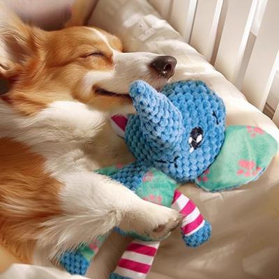 Perros – Juguetes para perros
