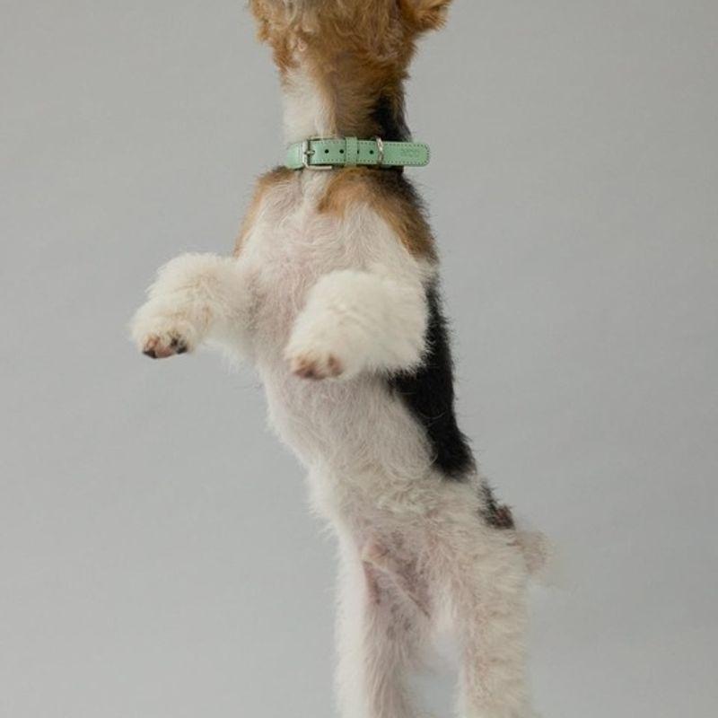 GOPE GOPE Nature Dog Collar MIBR