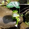 Garden Frog Ornament Resin Sitting Frog Figurine Planter Decor Frog Statue for Flower Pots Balcony Patio Home Indoor Decoration