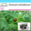 Gift Set - Lemon Basil - 200 Seeds - With Gift Box, Card, Label and Potting Substrate - Ocimum Citriodorum