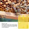 5 Stück Wiederverwendbarer Königinnenkäfig Tragbares Königinnen-Einführungswerkzeug Bienenstock-Zuchtgeräte-Set