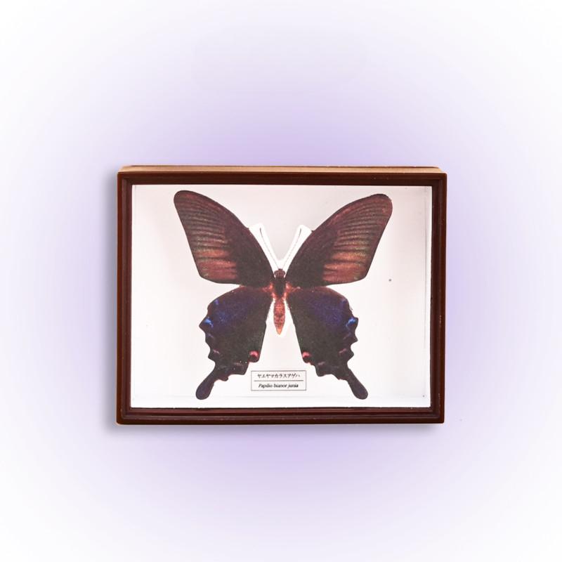 Capsule Gachapon Toy Acrylic Specimen Butterfly Model Ornaments Figure Accessories Gashapon Decoration