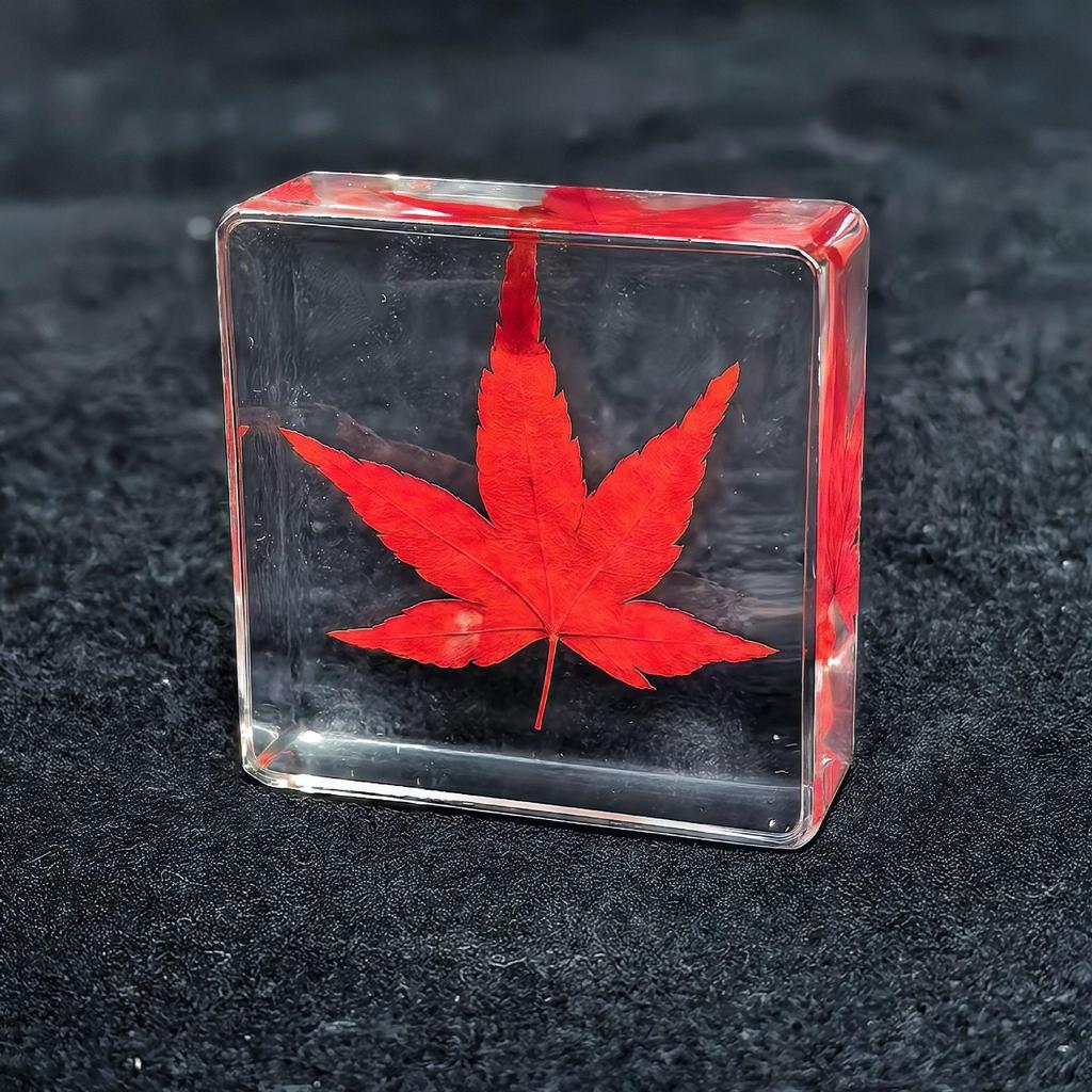 Conjunto de Espécimes de Insetos em Âmbar Artificial: Formiga, Abelha, Besouro, Cigarra, Escorpião, Grilo - Brinquedos de Aprendizagem para Crianças Pequenas e Ensino de Biologia para Ensino Fundamental