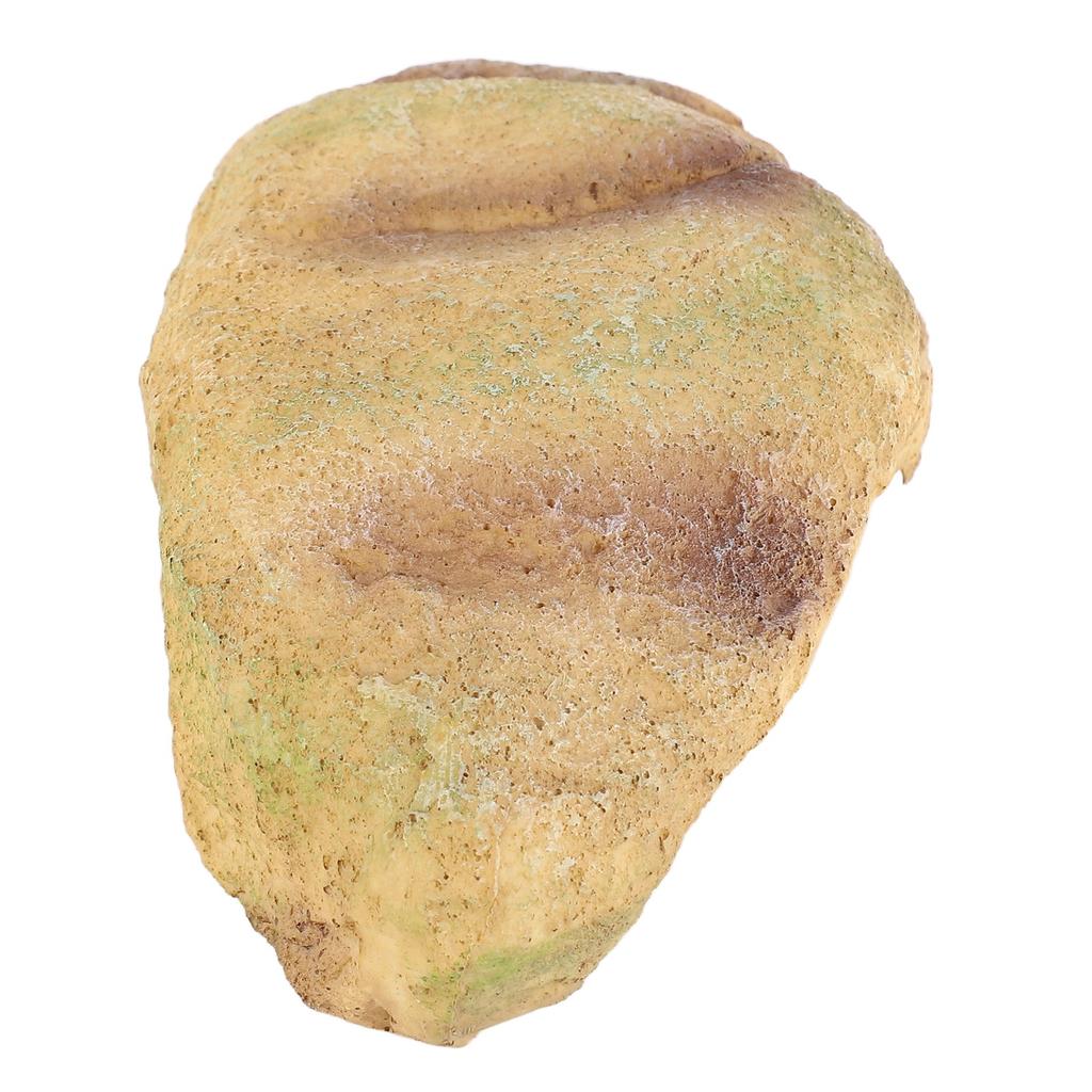 Fish Hiding Cave Resin Fadeless Vivid Comfortable Fish Tank Shelter Decoration for Reptile