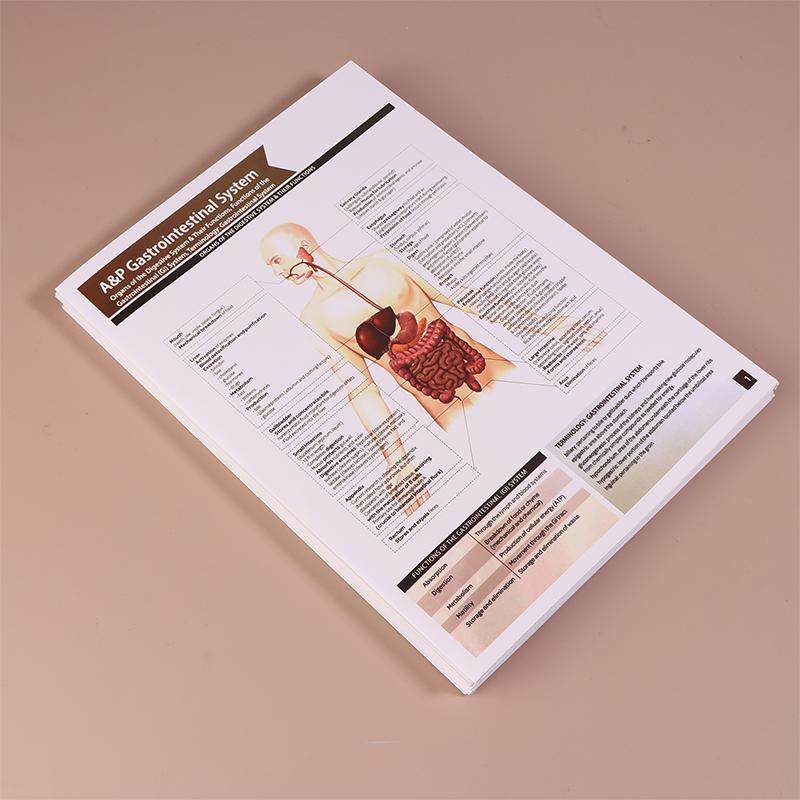 Guias de Estudo de Anatomia e Fisiologia - Conjunto de 10 Guias de Anatomia Humana para Estudantes de Enfermagem Profissões Médicas