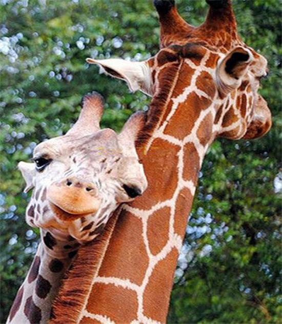 

RUOPOTY Картина по номерам Жираф ручная роспись настенное искусство уникальный подарок на холсте картина по номерам животное Декор для детской комнаты 40x50cm NO Frame