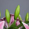 Real Touch Simulation Lily Flowers Artificial Flower Party Wedding Bridal Bouquet Fake Plant Living Room Home Garen Decoration