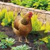 Chicken Garden Stakes Ornaments Garden Insert Yard Lawn Decoration Yard Signs