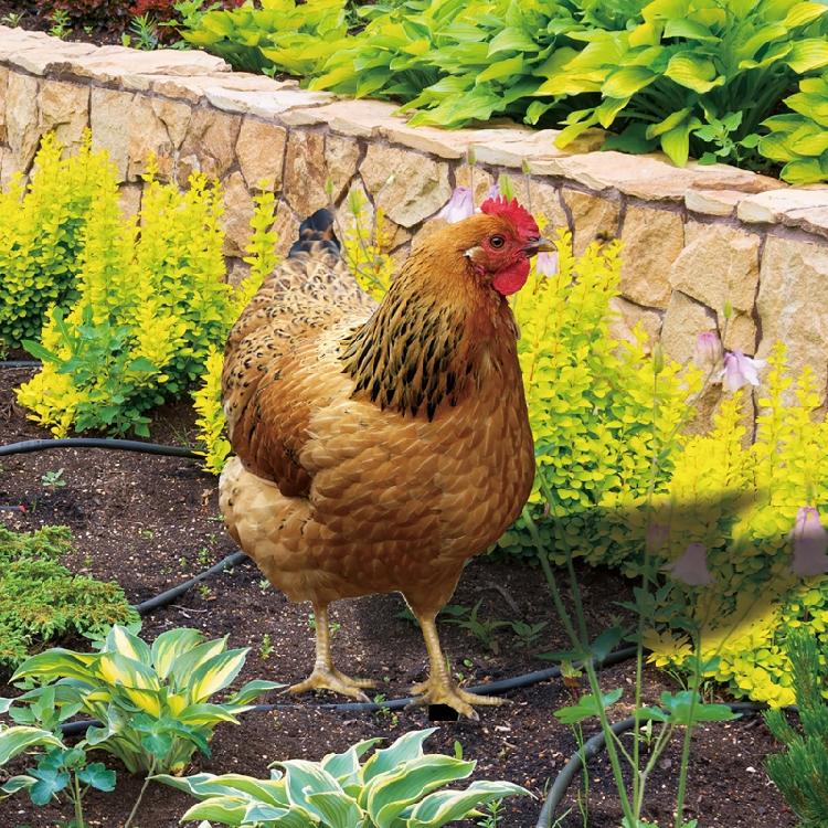 Chicken Garden Stakes Ornaments Garden Insert Yard Lawn Decoration Yard Signs