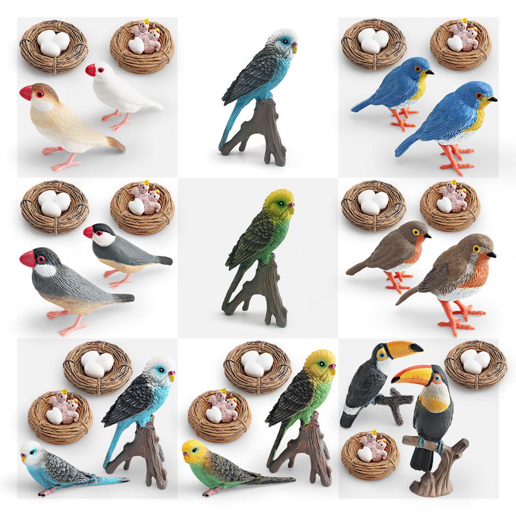 Childrens Parrot Model Pvc Growth Cycle Educational Bird Display For Kids