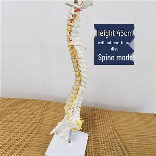 Movable Colored Spine and Pelvis Model with Femur, Coccyx, Lumbar & Cervical Vertebrae for Orthopedic Study