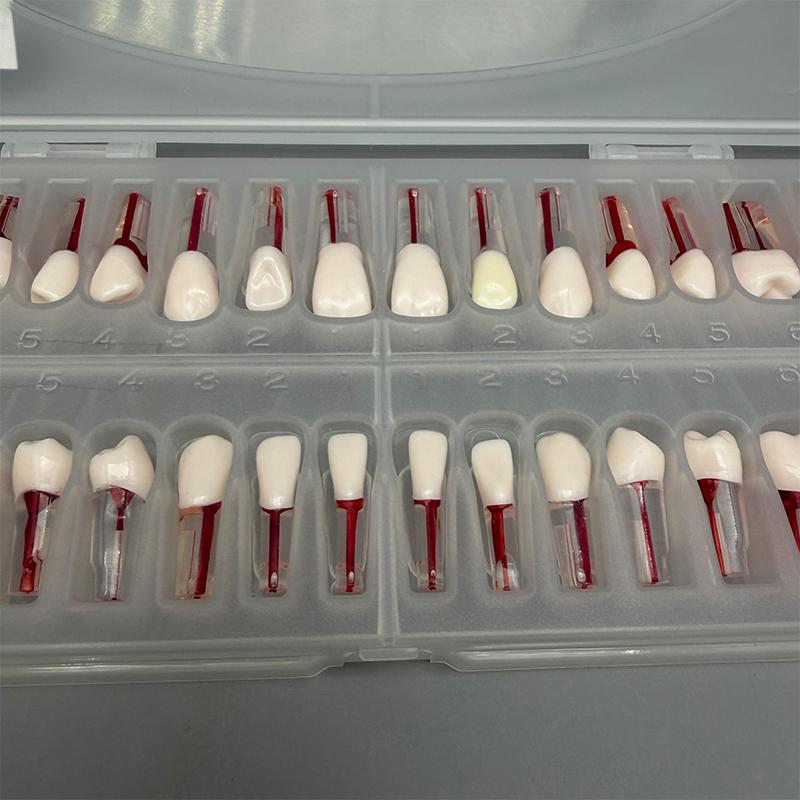 28Pcs/Set Dental Endodontic Teeth Model Full Mouth Root Canal Practice Study Model Endo Teeth Block Training
