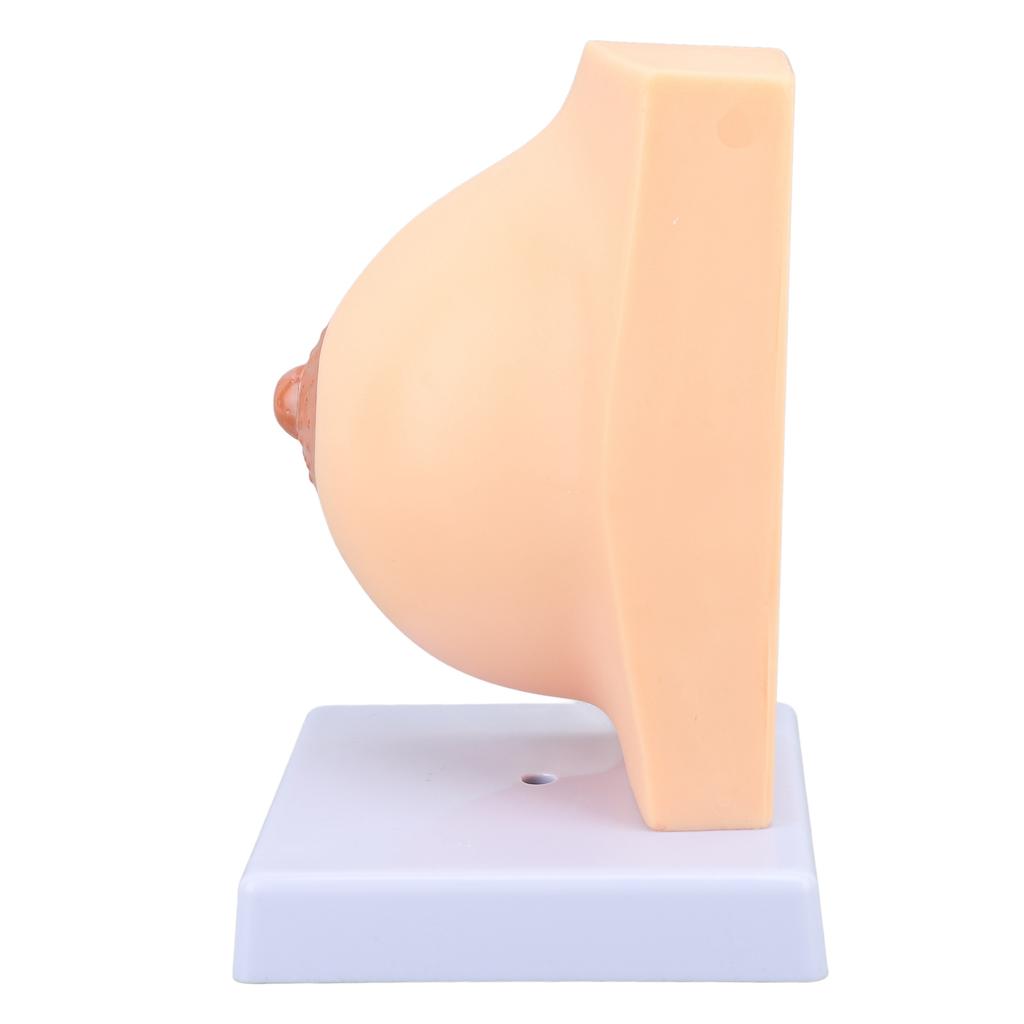 Human Female Anatomical Chest Model PVC Quiescent Chest Anatomy Model for Display Medicine Teaching