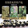 חדש פרא סיני שחור Wolfberry Goji Berry Grade A Black Wolfberry 100 גרם