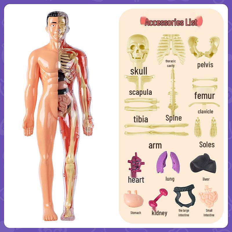 Children's Human Anatomy Model Toy: DIY Organ Assembly & Skeleton Structure