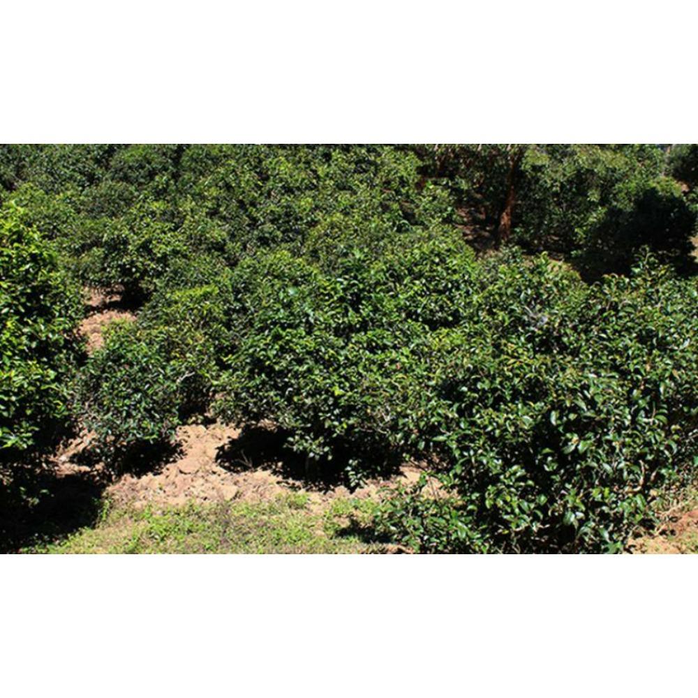 Raw Pu Erh Tea 250g Aged Tea Leaves Natural Aromatic Flavor