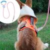 Haustierleine Kleine Hunde Seil Wurstmund Design Kein Ziehen Kausicher Geschirr Für Training Und Sport Wandern Radfahren Reisen Und Draußen