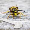 Plastic Feeder Bee Feeder 40pcs Beekeepers Tool Plastic Sealing White For Bee Garden Bee Food Feeder For Beekeepers Tool