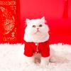 Make a Fortune In the New Year, Fleece To Keep Warm, Two-legged Cotton-padded Clothes Become Kittens, Festive and New Year's Greeting Cat Clothing