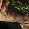 Wood Miniature Christmas Tree Accessory Distinctive Miniature Christmas Tree Ornament Wood Home Festival Decorations