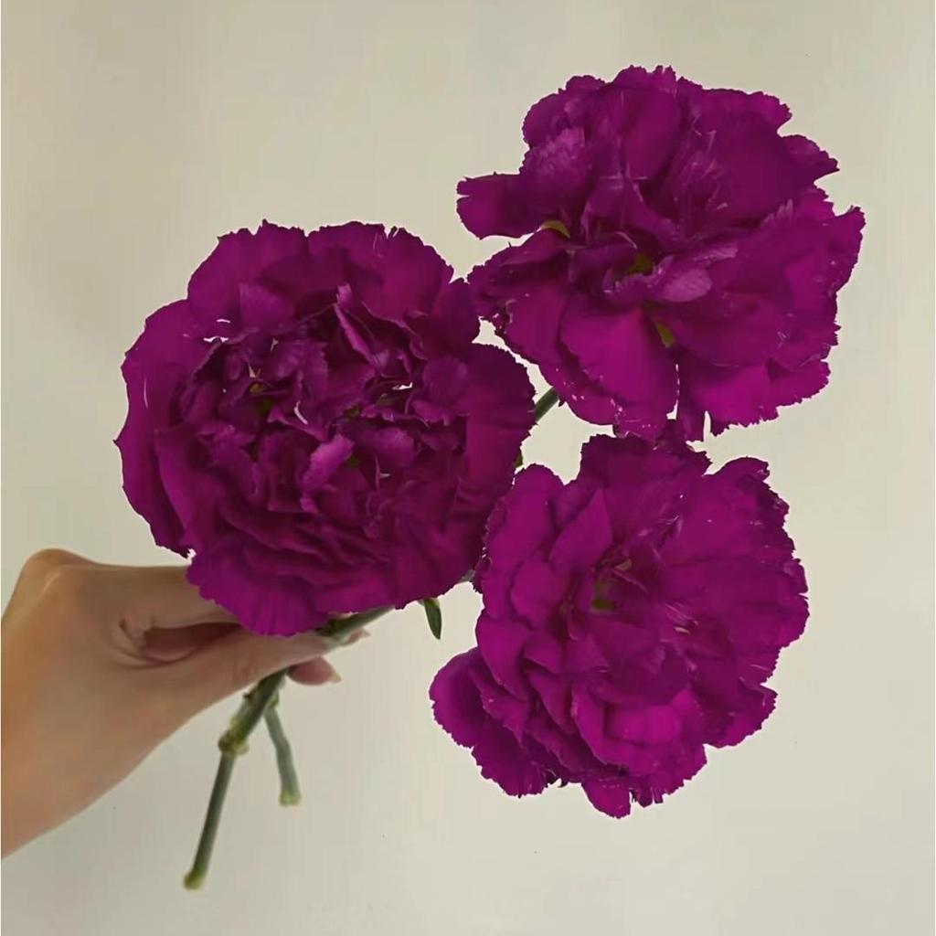 Carnation Fresh Cut Flowers for Teacher's Day, Women's Day, Family Arrangements, and Goddess Day Gifts.