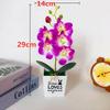 Retro Potted Phalaenopsis Plant Effortless Beauty for Your Living Space
