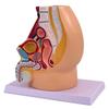 Anatomical Male Pelvic Cavity Model Male Reproductive System Anatomy Model for Clinical Demonstration and Lectures