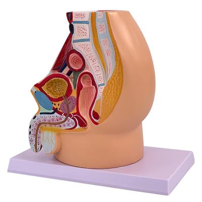 Anatomical Male Pelvic Cavity Model Male Reproductive System Anatomy Model for Clinical Demonstration and Lectures